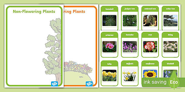 KS1 Flowering and Non-Flowering Plants Sorting Activity