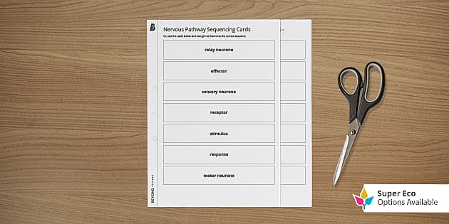 Nervous Pathway Sequencing Cards