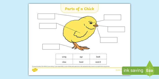 Parts of a Chick Labelling Activity Sheet - Twinkl