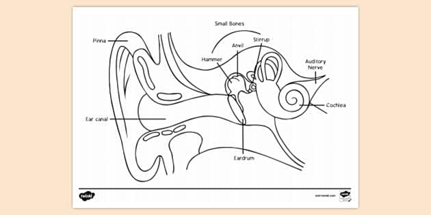 Draw a labelled diagram of the inner ear Name the part of the inner ear  that responsible for staticbalance in human beings