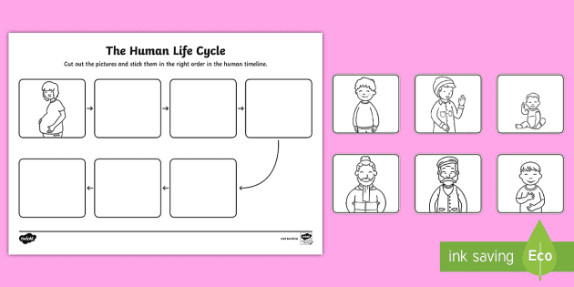 human life cycle printables