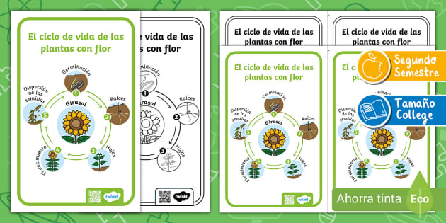 Póster: El Ciclo Vital De Las Plantas Con Flor - Twinkl