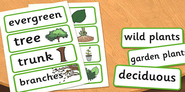 Year 2 Plants Scientific Vocabulary Cards