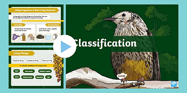 Classification Keys PowerPoint Differentiated Lesson Teaching Pack Teaching