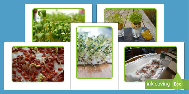 Cress - seed Australian Plants Online