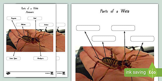 Parts of a Weta Worksheet