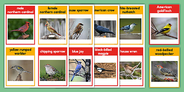 Birds of North America Flash Cards (teacher made) - Twinkl