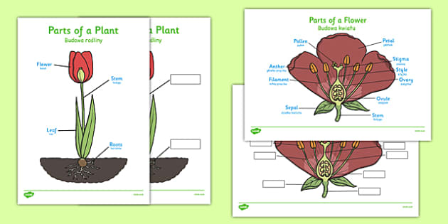 Parts of a Plant Polish Translation (teacher made) - Twinkl