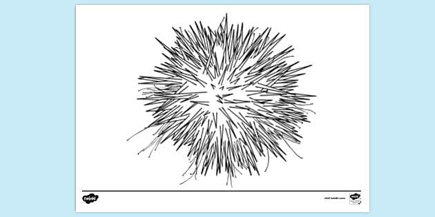 sea urchin sketch