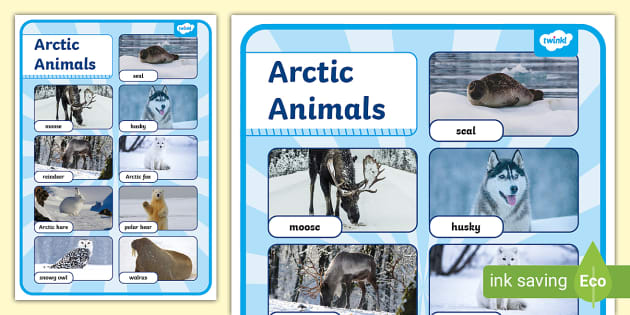 Arctic Animals Photo Display Poster (teacher made) - Twinkl