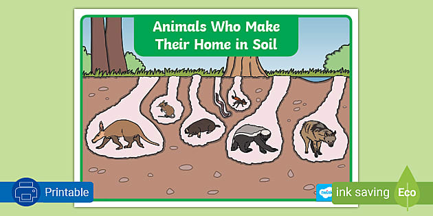 South African Animals That Live In Soil | Poster - Twinkl
