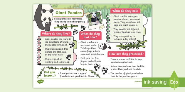 KS1 Giant Panda Fact File (teacher made) - Twinkl