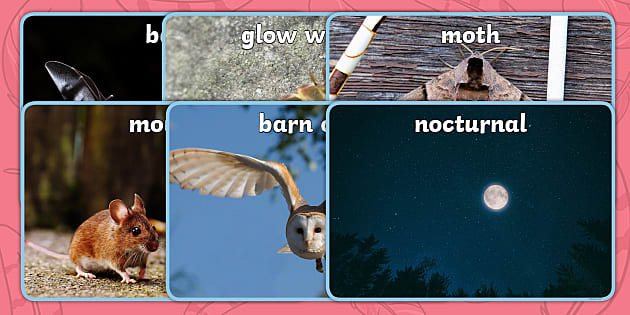 Nocturnal Animals Display Photos (teacher made) - Twinkl