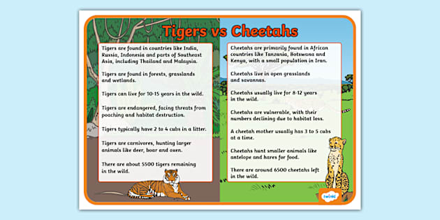 Tiger Vs Cheetah Display Poster Teacher Made Twinkl 2233