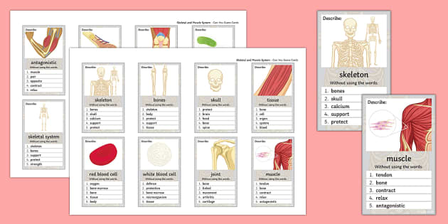 Skeletal and Muscle Systems Can You Guess? Cards