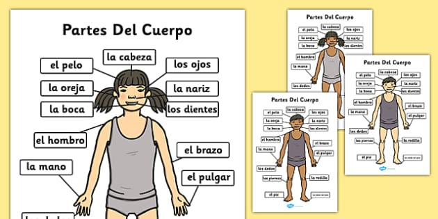 Body Labelled in Spanish - Parts of the Body A4 Spanish
