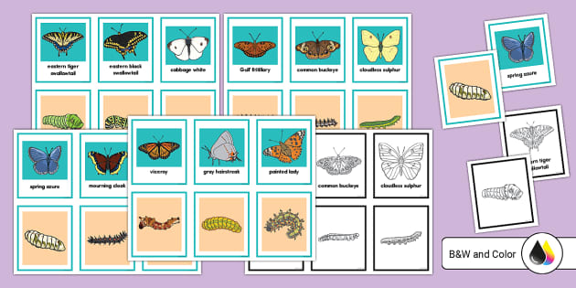 Butterfly and Caterpillar Matching Cards Activity - Twinkl