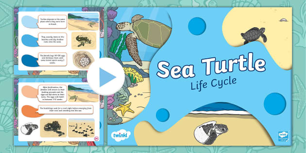 Book: The Life Cycle of a Sea Turtle-NLC – The Turtle Hospital