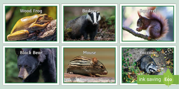 Pictures of Temperate Forest Animals | Display Posters