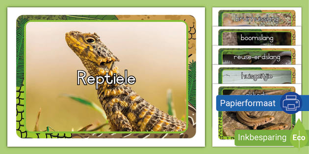 Reptiele Vertoon Foto's - Twinkl