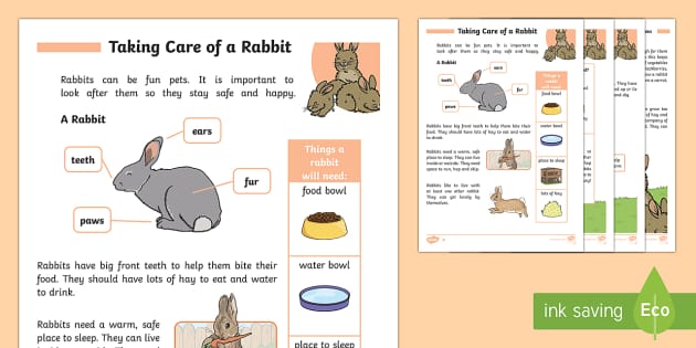 Rabbit Facts, Diet, Behavior, Uses Worksheets & Information For Kids
