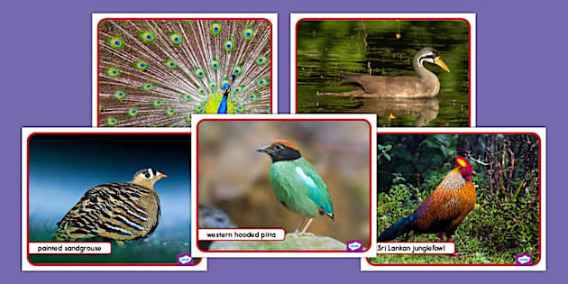 Colorful Birds of Asia Photo Pack for Kids | Twinkl USA