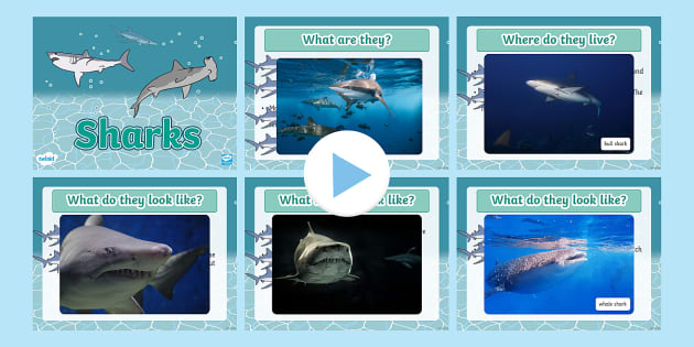 Shark facts for kids