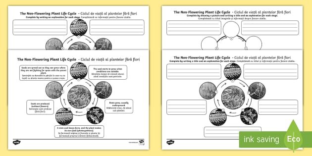 Non Flowering Plants Life Cycle Worksheets English/Romanian - Non Flowering