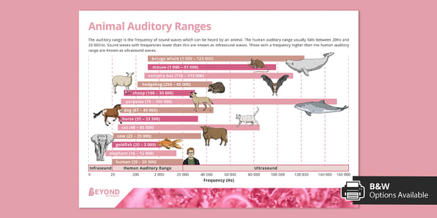 Animal Auditory Ranges Poster (Hecho por educadores)