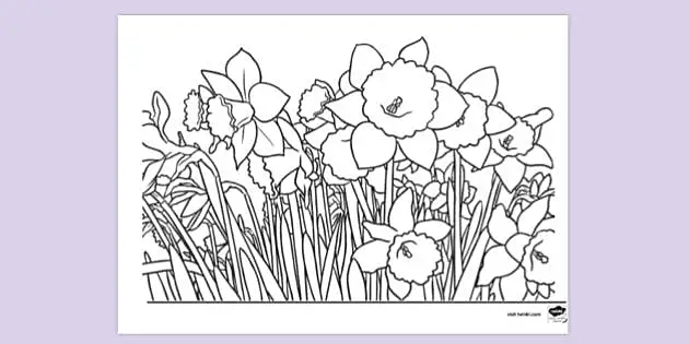 free printable coloring pages about daffodils