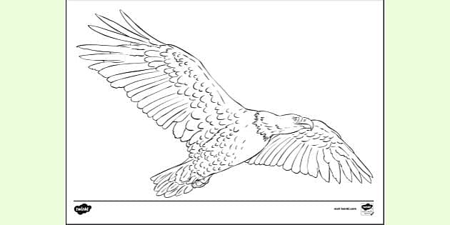 golden eagle coloring page