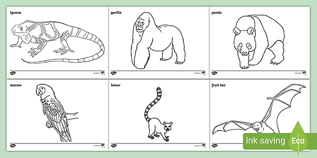Animals from the Rainforest Colouring Pages (teacher made)