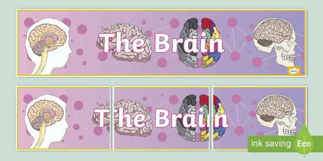 The Brain Display Banner, Brain, Psychology (teacher made)
