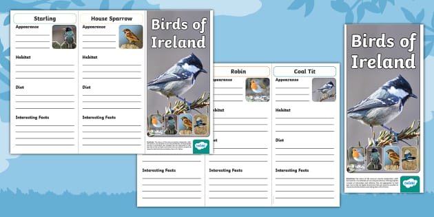 Birds of Ireland Leaflet Template (profesor hizo) - Twinkl