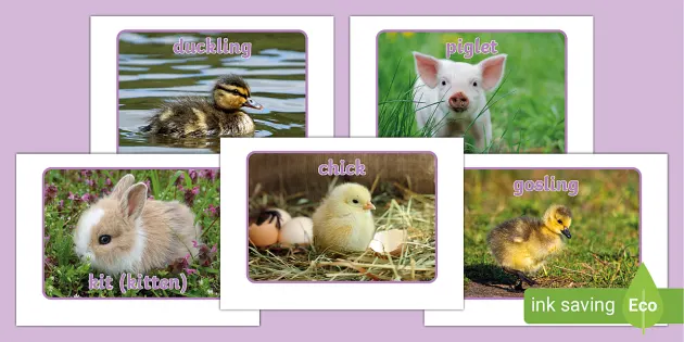 Spring Baby Animals Photo Pack | Display | Twinkl - Twinkl