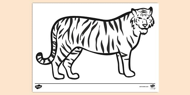 Thi is realistic sketching of wild tiger. It is colour illustration where  the tiger is moving. It is sketch on the paper. Stock Illustration | Adobe  Stock