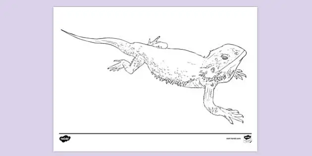 Bearded Dragon Colouring Sheet Colouring Sheets