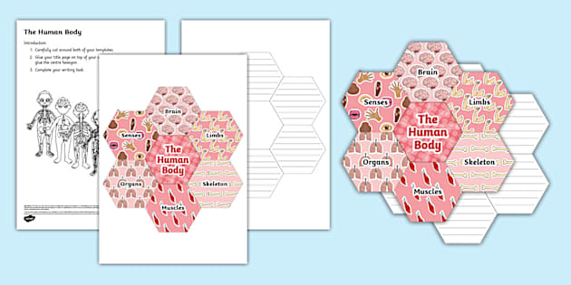 The Human Body Hexagon Writing Template (teacher made)