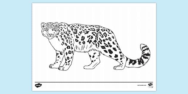 snow leopard drawings for kids