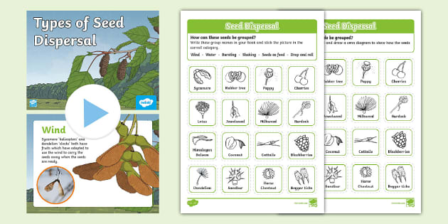 Seed Dispersal KS1 Task Setting PowerPoint teacher Made Seed Dispersal KS1 Task Setting PowerPoint teacher Made