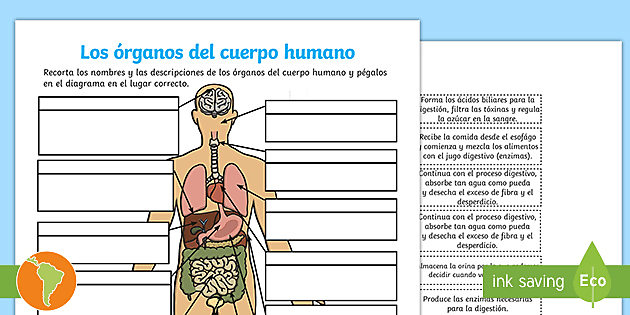 diagrama de órganos del cuerpo humano femenino