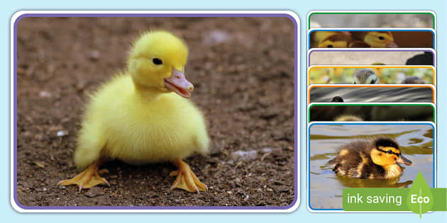 File:Ducklings and kittens play super cute high resulotion.png - Wikipedia