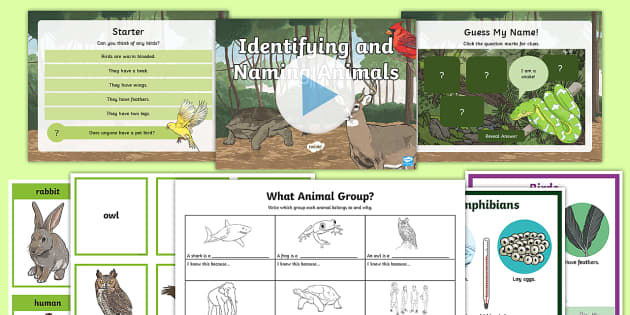 Identifying and Naming Animals Task Setter Powerpoint and Activity Work Pack