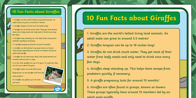 10 Fun Facts about Giraffes Display Poster - Twinkl