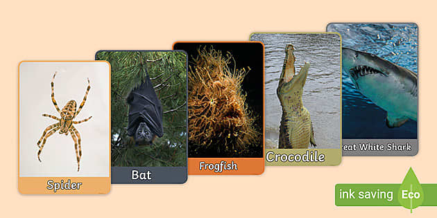 FREE! Scary Animals Poster Pack KS1 Resources Display