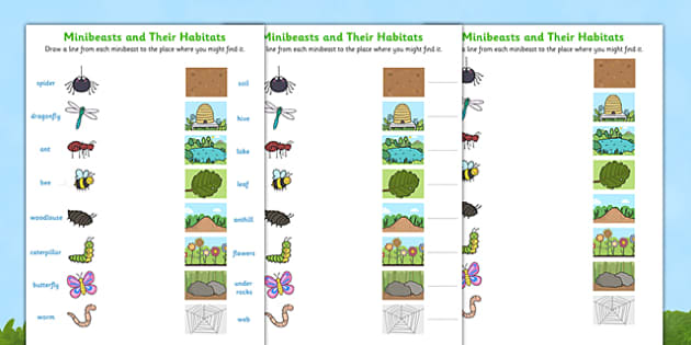 Minibeasts and their Habitats Worksheet - minibeast habitats worksheets