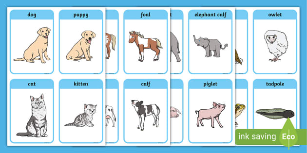 Animals and their Babies Names in English PDF Cards - Twinkl