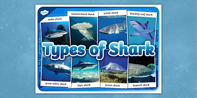 Types of Sharks Photo Display Poster (teacher made) - Twinkl