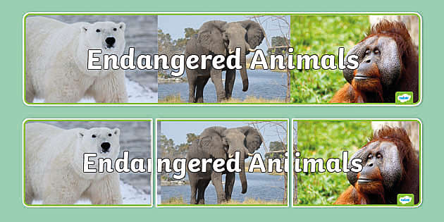 Endangered Animals Photo Display Banner (teacher made)