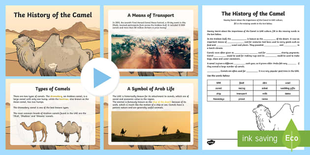 The History of the Camel Activity Pack (teacher made)